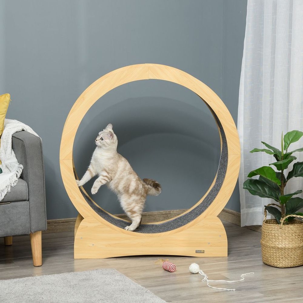 Cat using indoor treadmill exercise