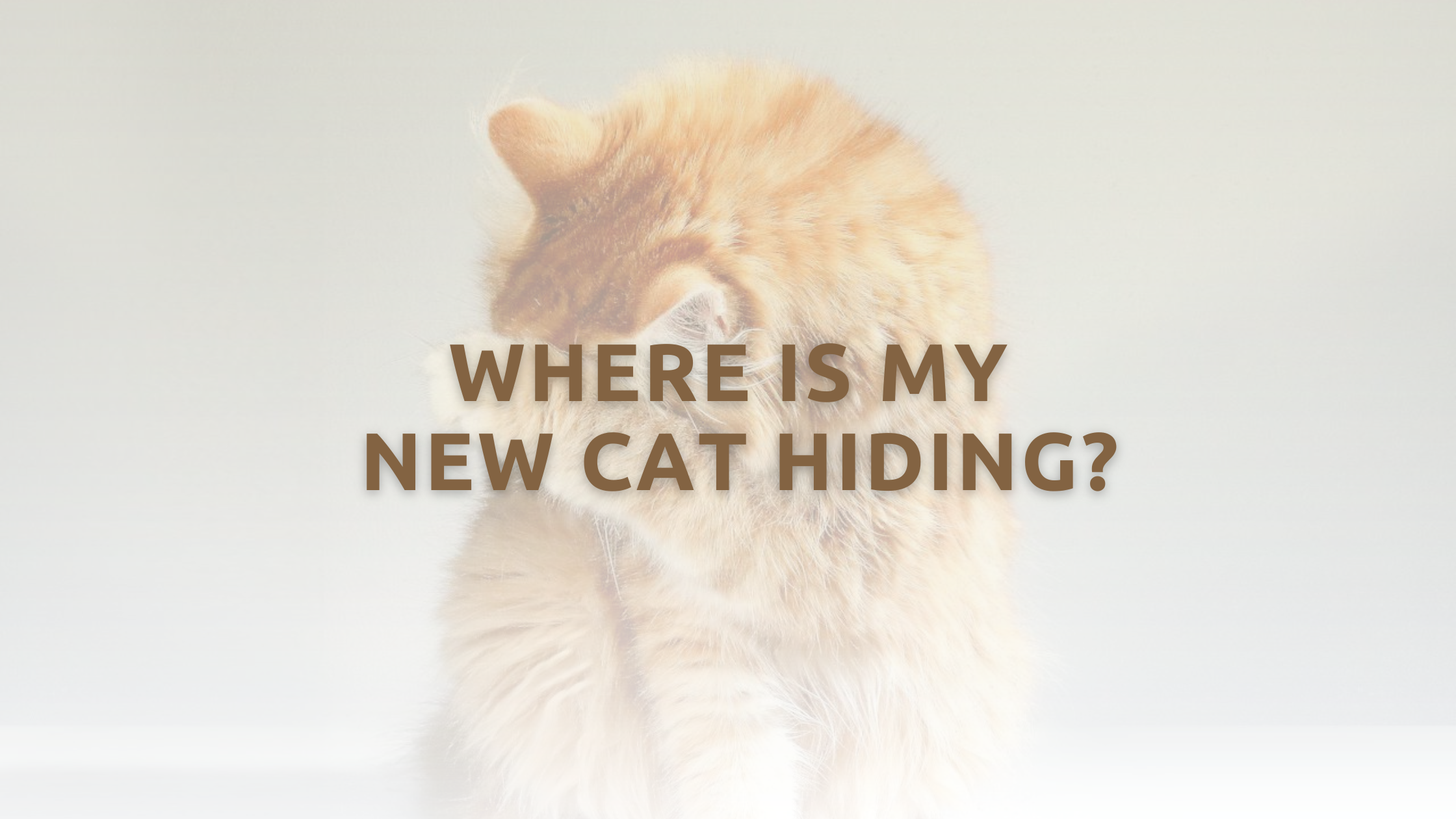 Where Is My New Cat Hiding?