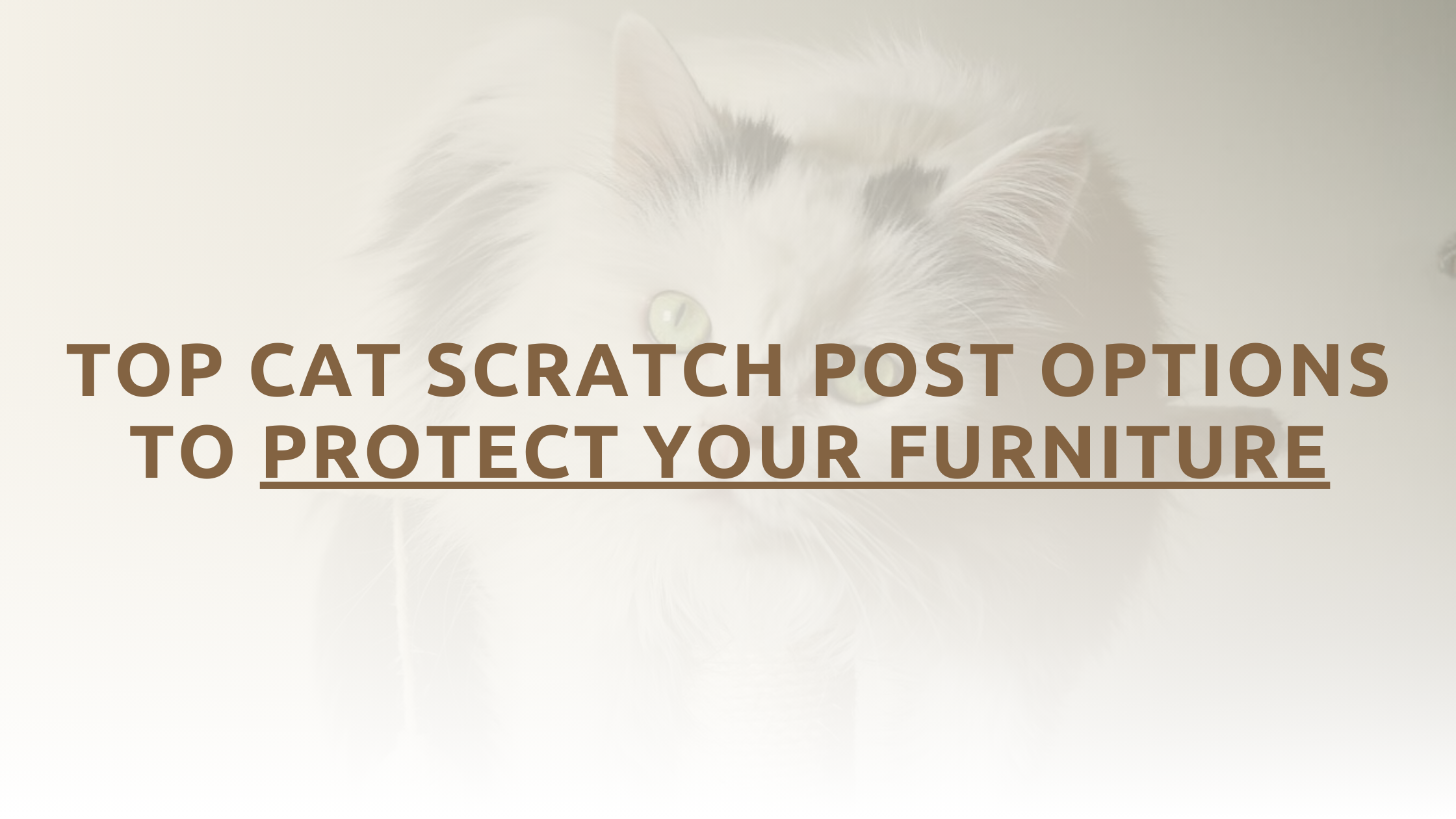 Top Cat Scratch Post Options To Protect Furniture