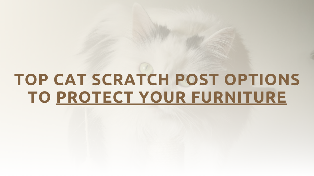 Top Cat Scratch Post Options To Protect Furniture