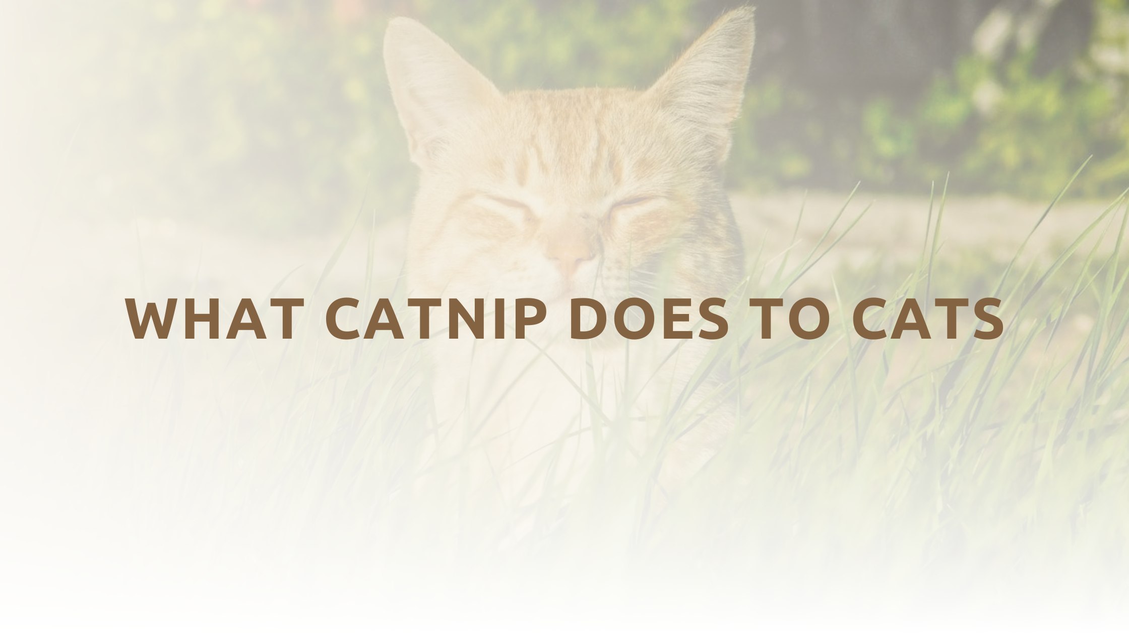What catnip does to cats