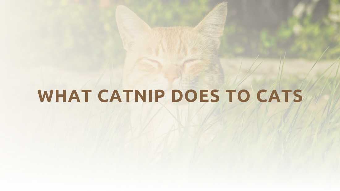 What catnip does to cats