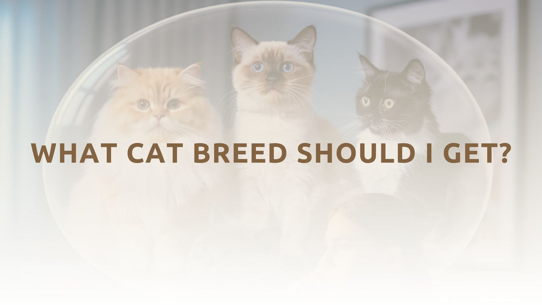 What Cat Breed Should I Get?