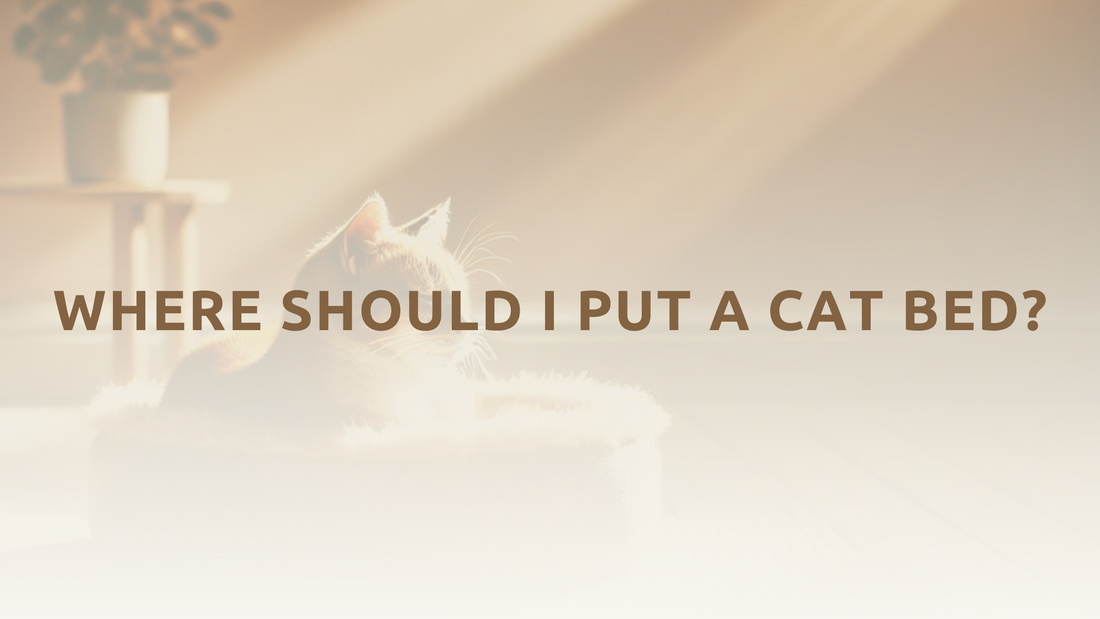 Where should I put a cat bed?