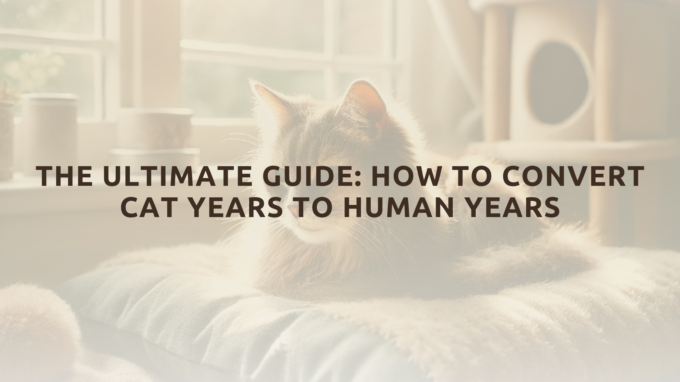 The Ultimate Guide: How to convert cat years to human years