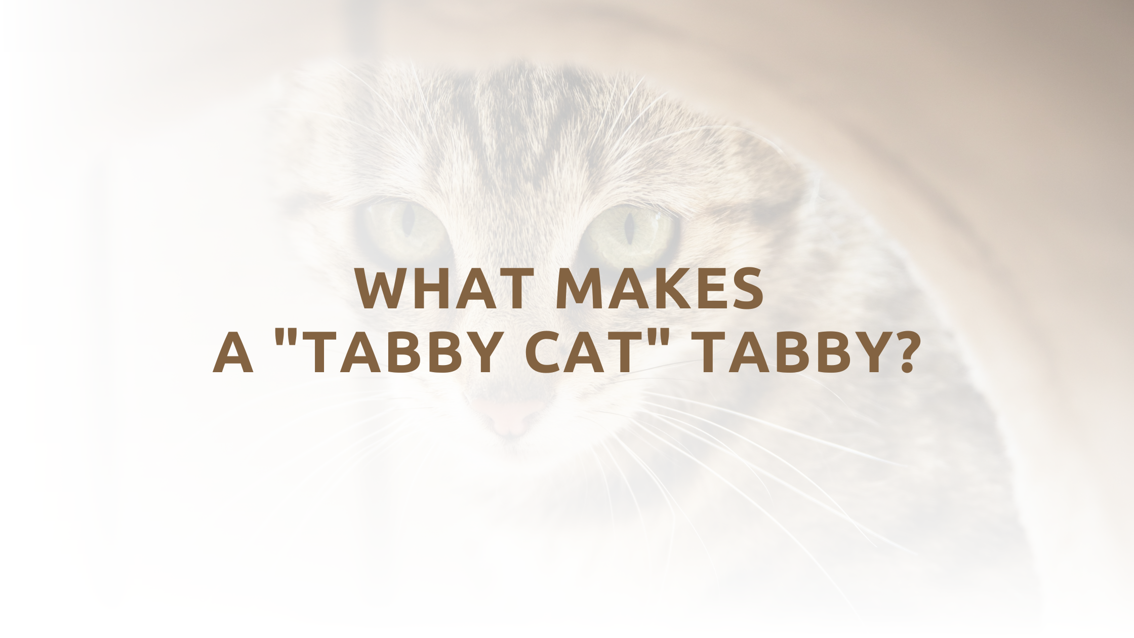 What makes a "Tabby Cat" Tabby?