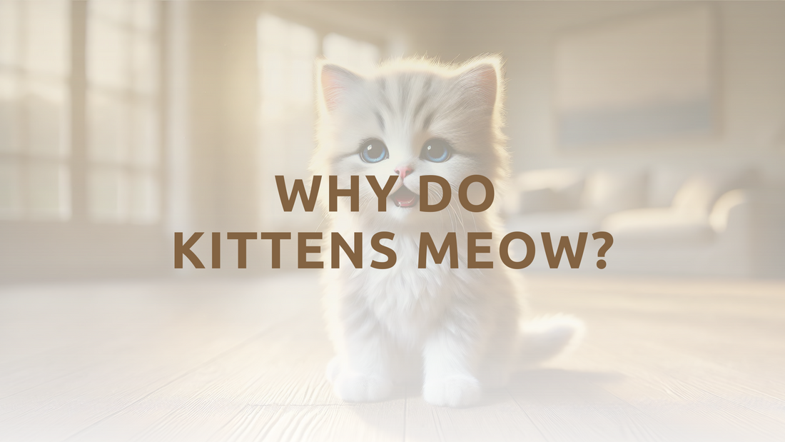 Why do kittens meow?
