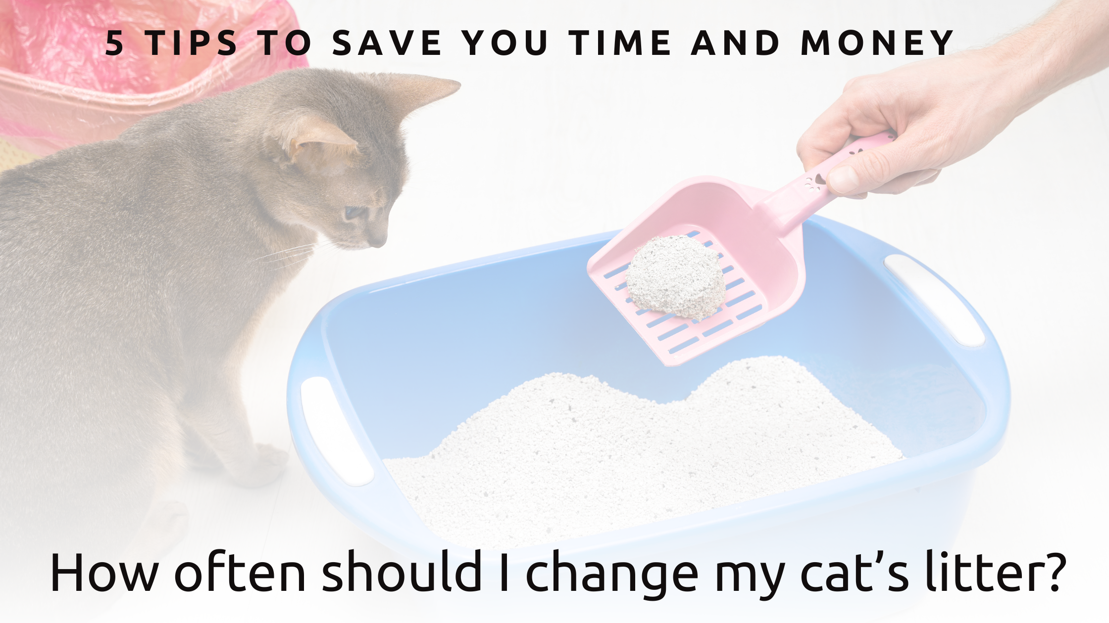 How often should I change my cat’s litter?