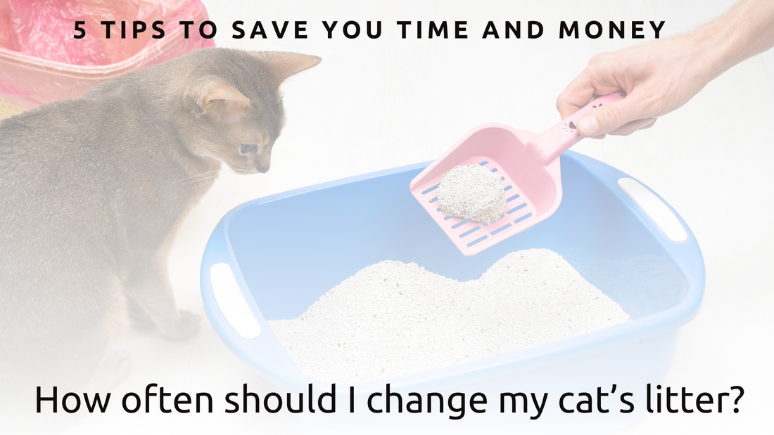 How often should I change my cat’s litter?